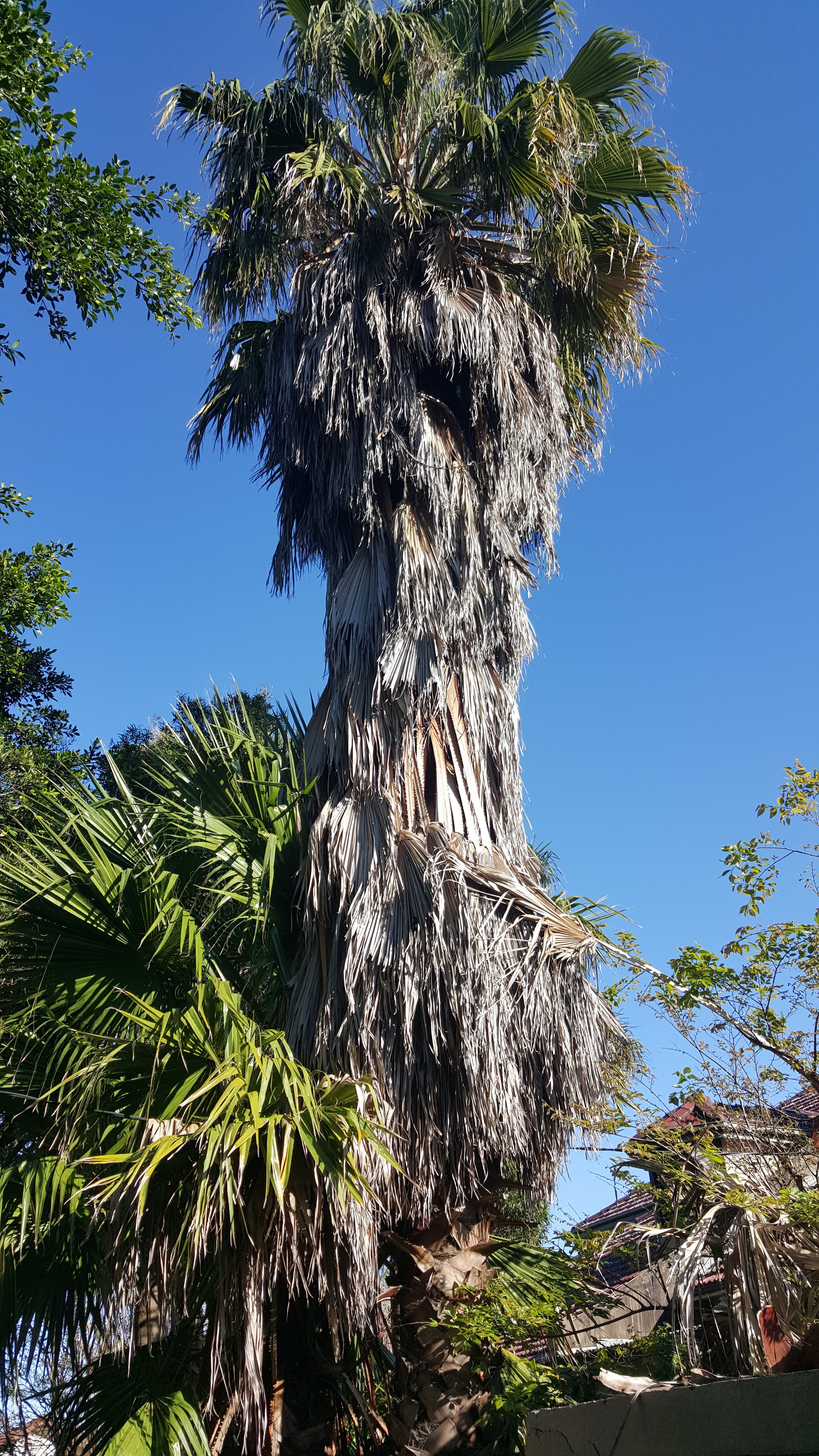 Washingtonia Palm - Before